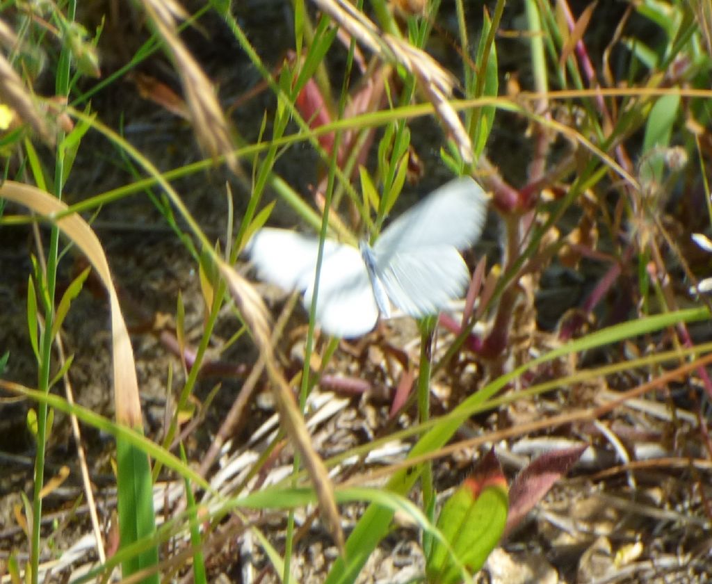 Pieridae: Leptidea sinapis, femmina